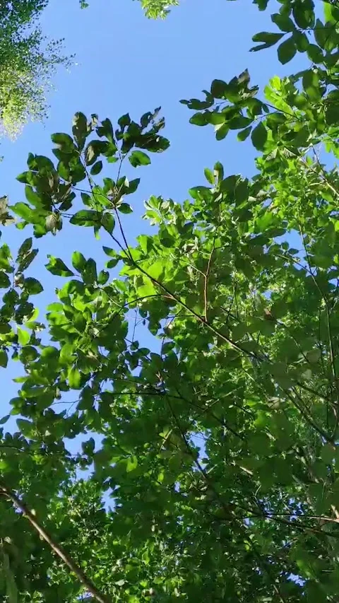View through the green foliage in the forest Stock Footage 277711669