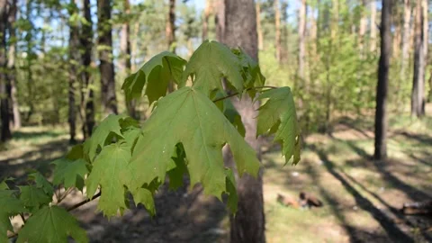 View through green foliage of a pine Stock Footage 132255044