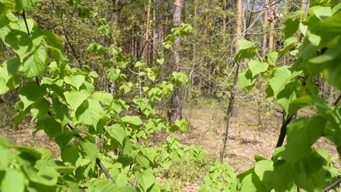 View through green foliage on a pine Stock Footage 132255292