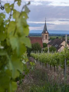 A view through green grapevines looking towards European church spire. 库存照片