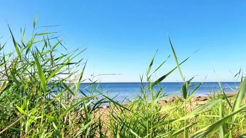 View Through Green Grass to Sandy Beach and Calm Blue Sea on Sunny Summer Day Stock-Footage 331130129