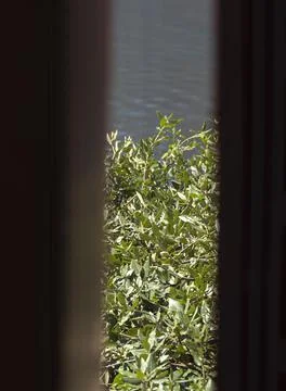 View through the half closed window on the greenery by the lake Stock Photos