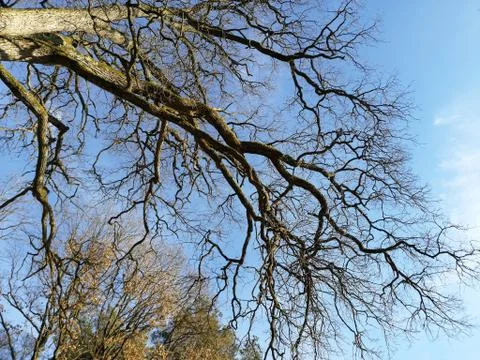 View  through  the head of tree Stock Photos