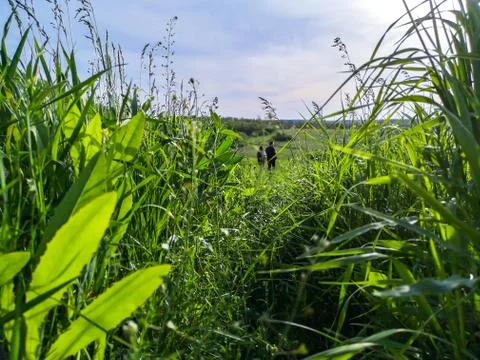 View through high deep grass over two people standing on a hill and admiring Stock Photos