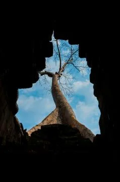 View through hole to tree Foto stock