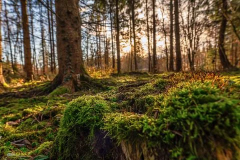 View through an idyllic forest from a lower perspective in the autumn season. Stock Photos