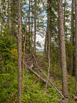 View through larch trees on mountaines Stock Photos
