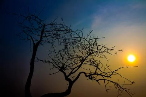 View through leafless tree on red sun in sunset Stock Photos