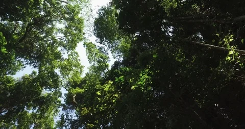 View Through Leaves And Trees Of Amazonian Rainforest Tropical Jungle Brazil Stock Footage 87676690