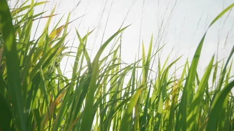 View through the lush green grass on the river bank to the bright setting sun Stock Footage 253592689