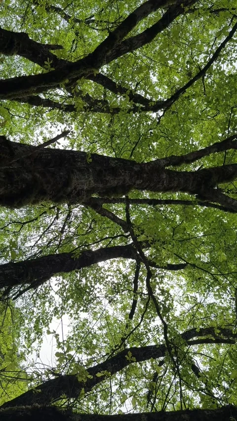 View Up Through Lush Green Tree Canopy in Jiuzhaigou Valley, Sichuan 库存影片 338037841