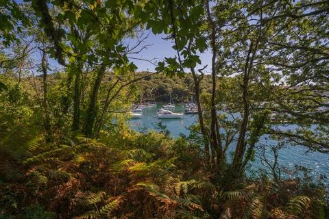 View through lush green trees and ferns of Fowey River marina boats moored Fotos de archivo