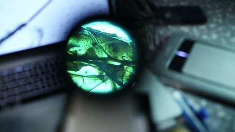 A view through microscope on the fine structure of bee. Video stock 86152006