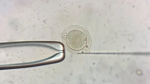 View through microscope at in vitro fert... | Stock Video | Pond5