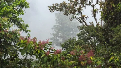 View through misty montane rainforest with flowering shrub Stock Footage 114093260