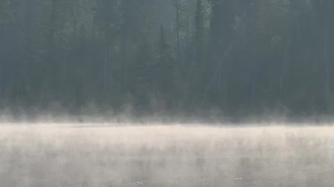 View Through Narrow Reeds of a Calm Northern Park Lake Reflecting Morning Light Stock Footage 331683889