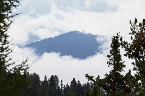 View through a natural frame of branches to a coniferous forest covered with Stock Photos