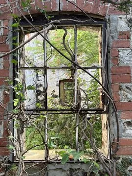 View through an old abandoned window of a brick building with vines overgrowing Stock-Fotos