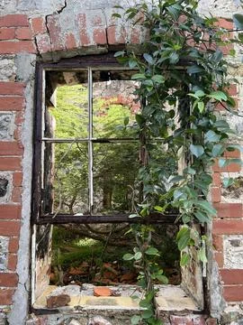 View through an old abandoned window of a brick building with vines overgrowing Stock Photos