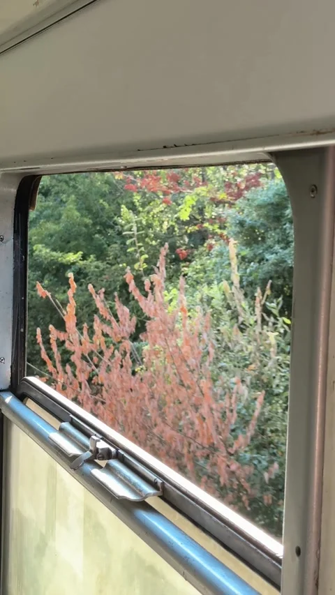 View through an open train window with lush green trees passing outside during Stock Footage 346407052