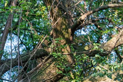 View through an overgrown tree Stock Photos