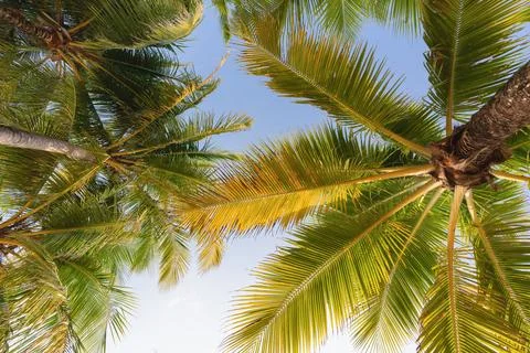 View through palm crowns, emphasizing the trees' height and green foliage. .. Stock Photos