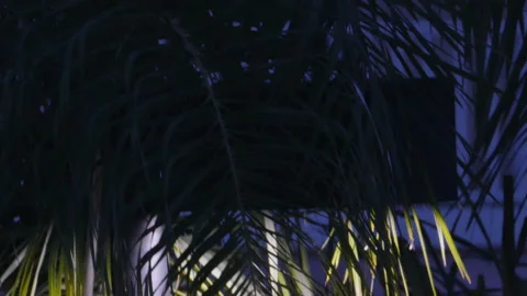 View through palm fronds of a twilight blue sky and signboard Stock Footage 153655243