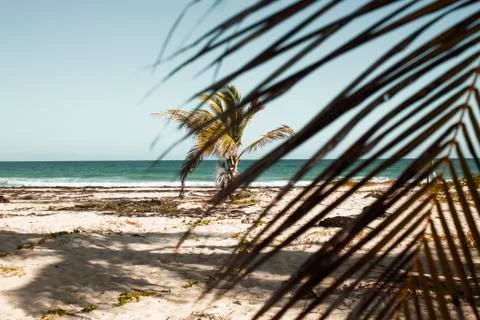 View through a palm leaf to a lonely growing palm tree on the Atlantic Ocean  Stock Photos