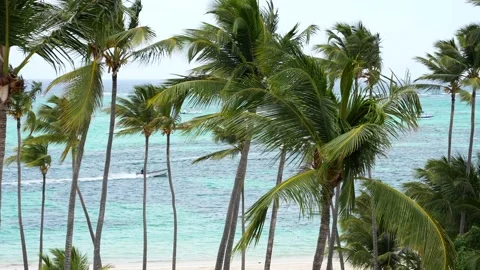 View through the palm trees a man on a motorboat floats on the Caribbean sea Stock Footage 197663276
