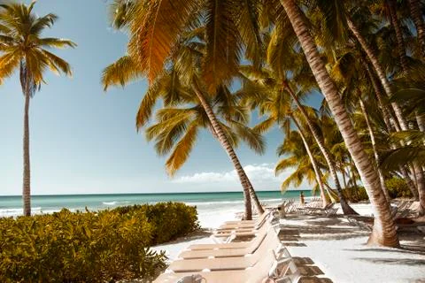 View through the palm trees of Saona Island to the Caribbean Sea Stock Photos