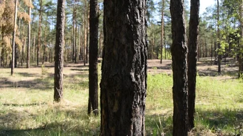 View through the pine forest Stock Footage 132255038