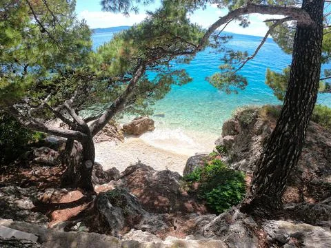 View through the pine forest to the private sandy beach in Croatia Stock Photos