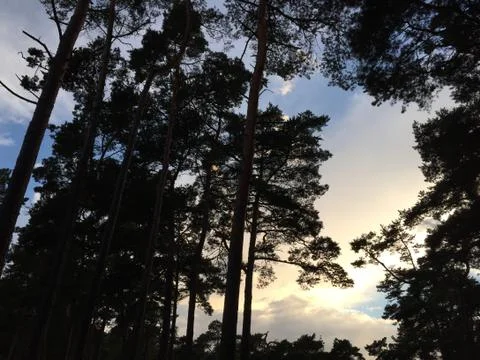 View through the pine trees Stock Photos