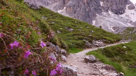 View through pink alpine flowers onto hiking trail in  Dolomites. Stock Footage 323112813
