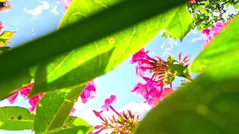 View through pink garden flowers toward sunny blue sky Stock Footage 319036337