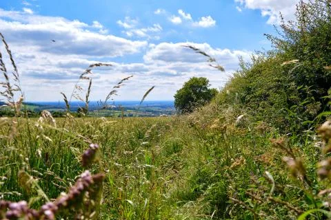 View through plants on an overgrown path and looking over the valley Stock Photos