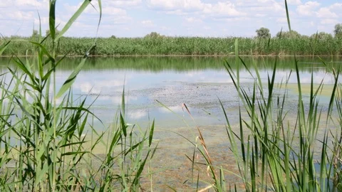 View through the reeds on the forest lake against the blue sky Stock Footage 111031871