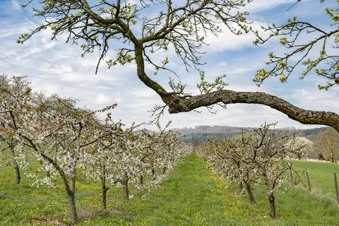 View through a row of low-stemmed, white-flowered cherry trees in a plantation Stock Photos