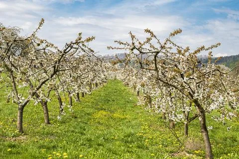 View through a row of low-stemmed, white-flowered cherry trees in a plantation Stock Photos