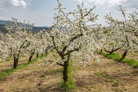 View through a row of low-stemmed, white-flowered cherry trees in a plantation Stock Photos