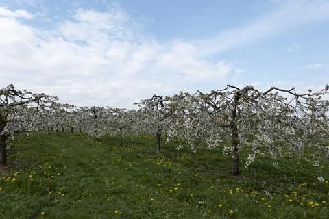 View through a row of low-stemmed, white-flowered cherry trees in a plantation Stock Photos