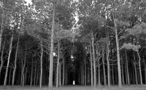 View through a row of trees to see the light - black and white photograph Foto stock