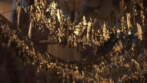 View through the rows of harvested tobacco leaves hanging on a rope and dried in Stock Footage 246800577