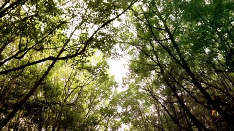 View Through Senic Jungle Canopy Stock Footage 36573864