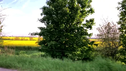 View through the side window of a car on a field of blooming rapeseed in motion Stock Footage 193985589