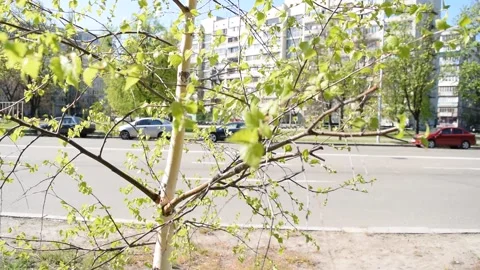 View through a small birch on the road Stock Footage 132254982