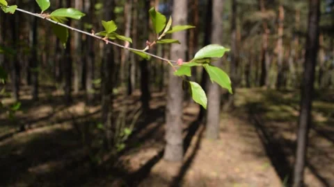 View through a small foliage of a pine Stock Footage 132255212