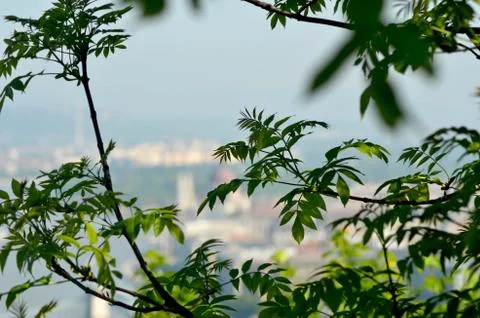 View through some trees to the skyline of Budapest. Stock Photos