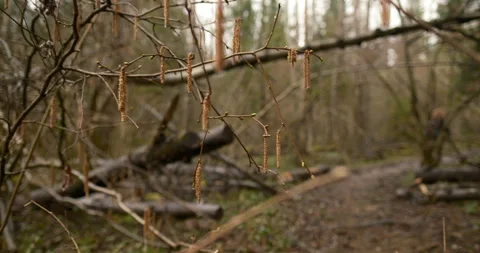 View through spring branches toward a girl walking forest path Stock Footage 332943610