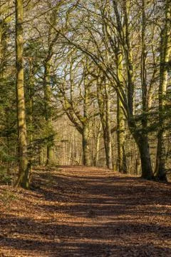 View through the spring forest an early morning Stock Photos